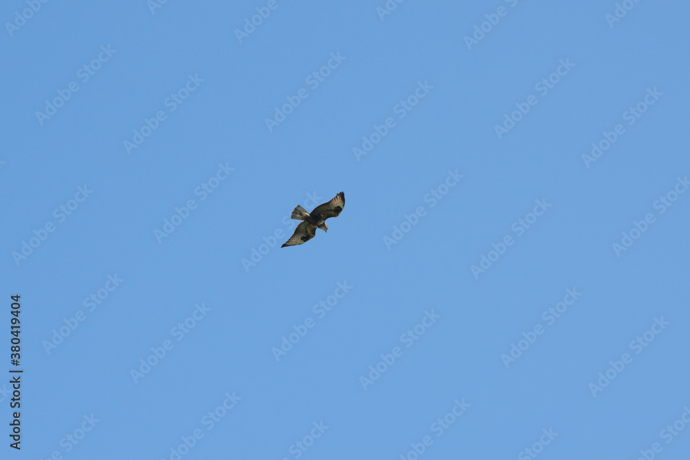 Buzzard in flight soaring in Cornwall UK