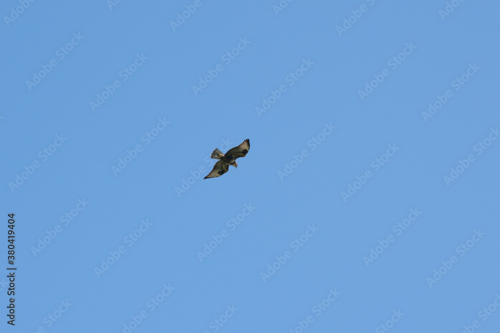 Buzzard in flight soaring in Cornwall UK Buzzard in flight soaring in Cornwall UK