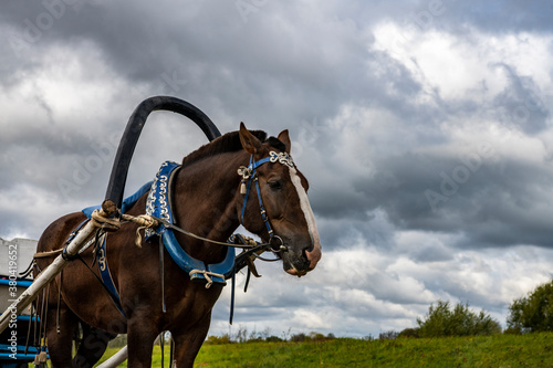 brown horse harnessed with a vintage carriage against the backdrop of a stormy sky