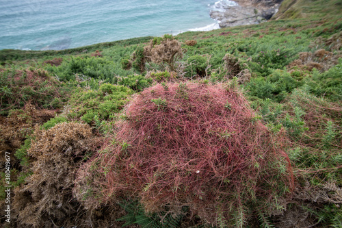 Devils guts Cuscuta, dodder, parasitic plant. Creeper plant photo