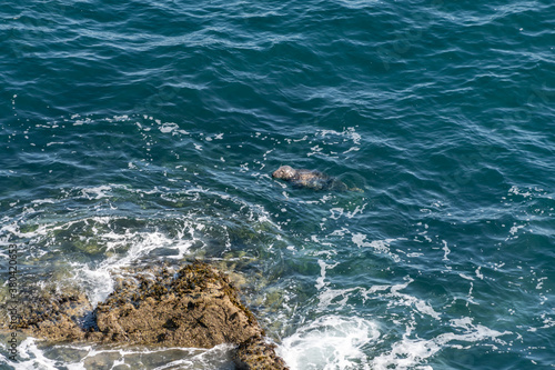 Seal swimming In the sea in Cornwall UK
