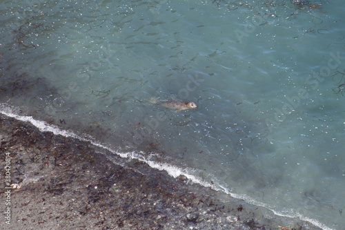 Seal swimming In the sea in Cornwall UK