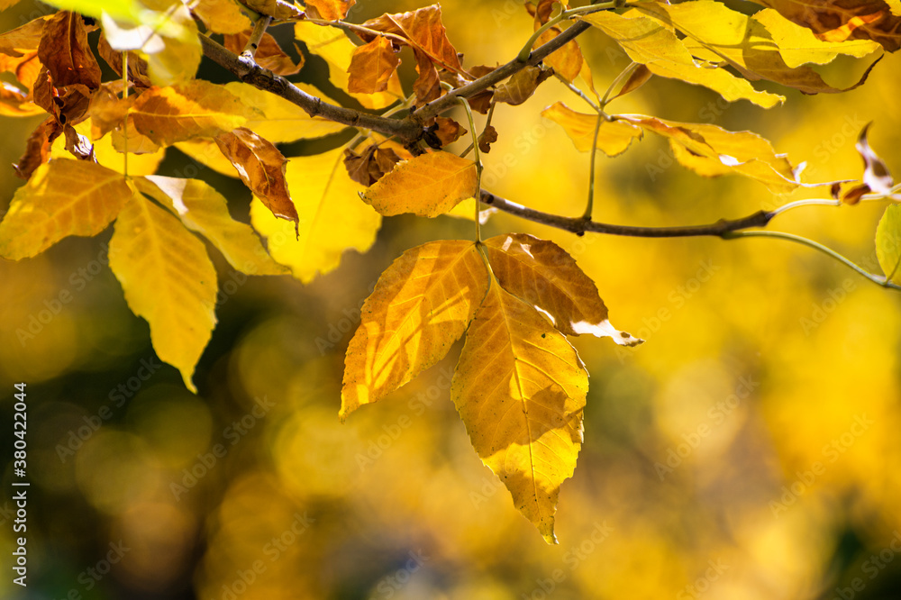 Fototapeta premium yellow autumn leaves
