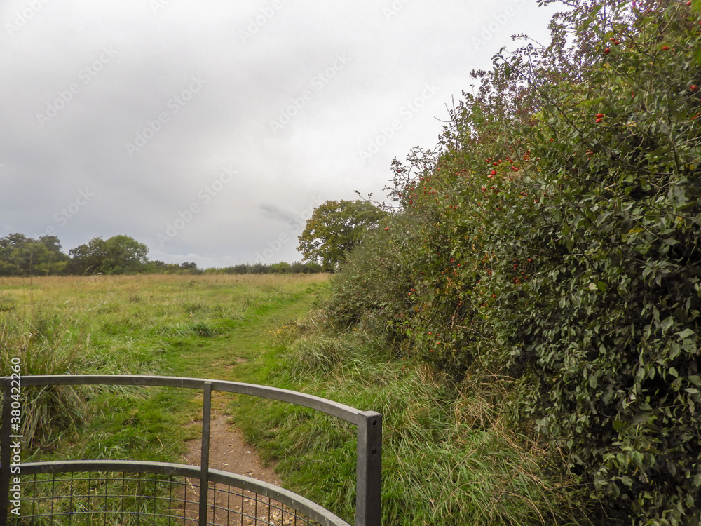 Walk in the Chilterns