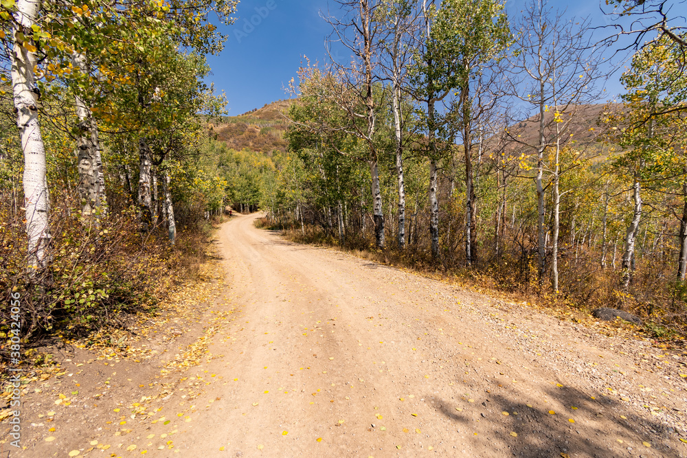 Road in the forest. Road in the forest.