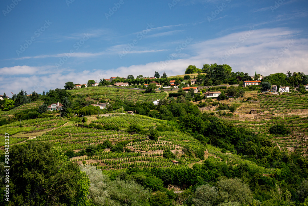Vineyards along the Rhone River at Ampus, France.