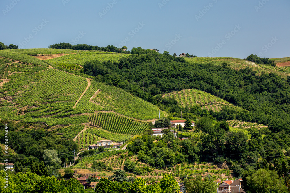 Vineyards along the Rhone River at Verenay, France.