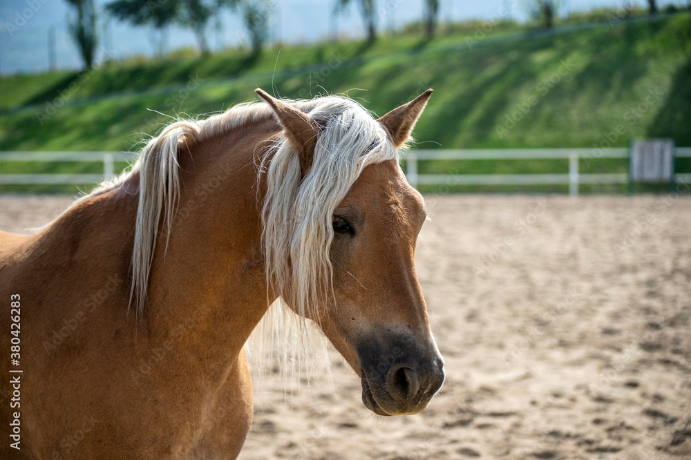Fototapeta premium portrait of a horse