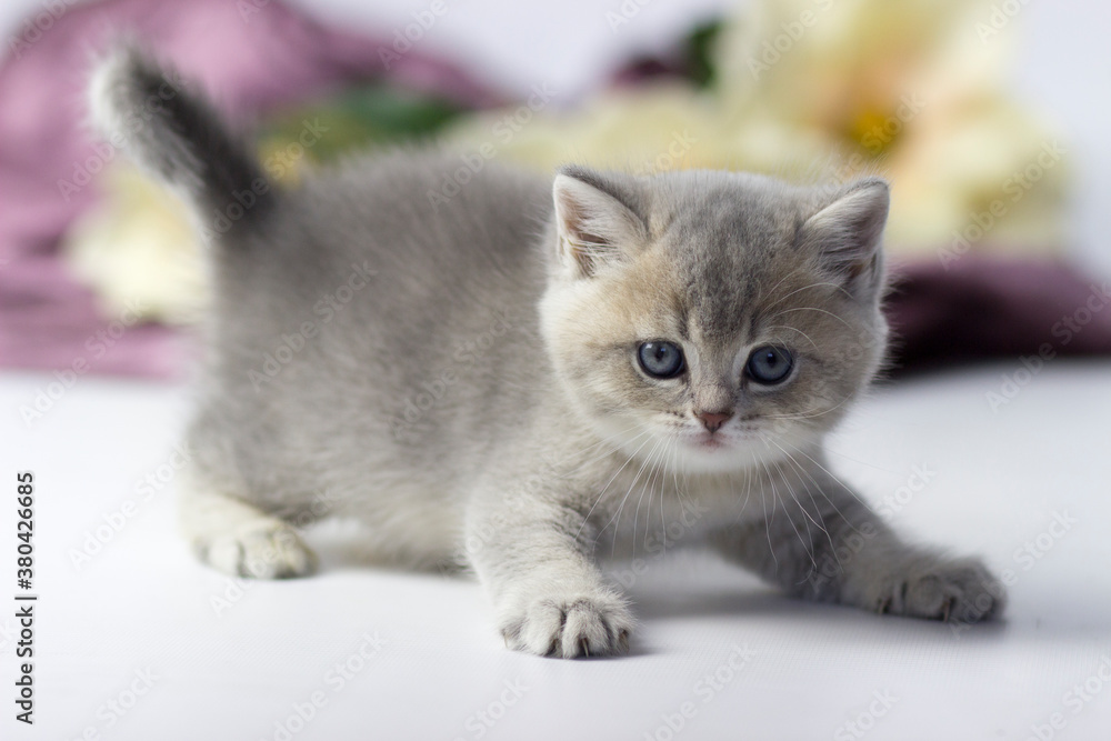 British cat, kitten on a colored background