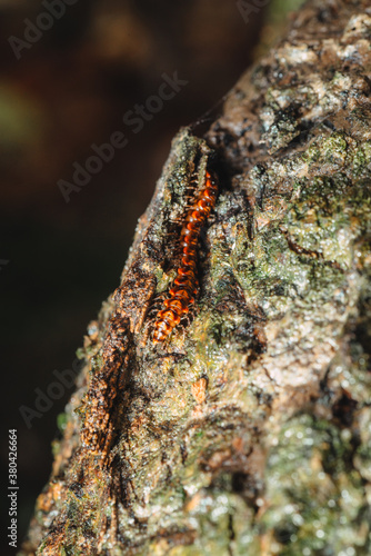 Millipede macro photo