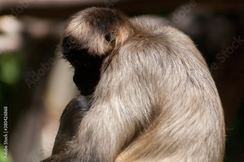 Zoo monkey seated with face in shadow photo