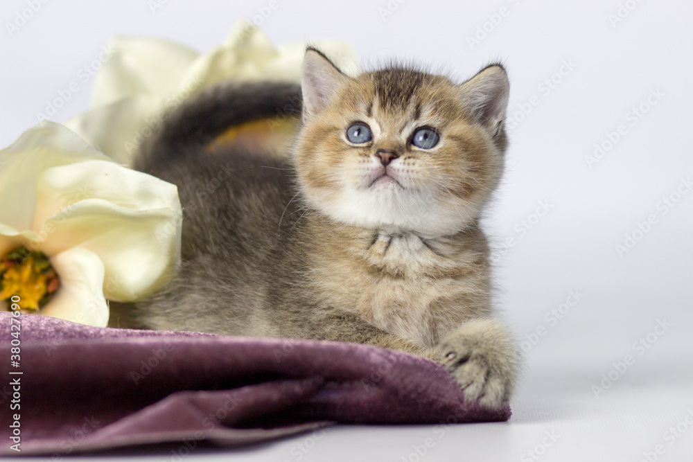 British cat, kitten on a colored background