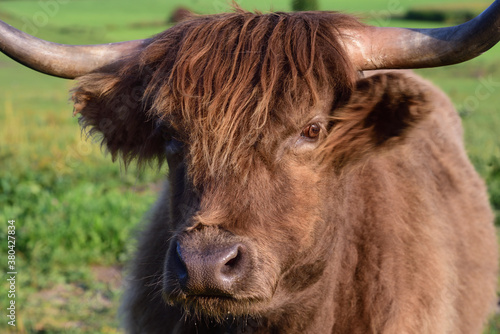 Close up of the head of a highland cattle, which is brown, shaggy and hairy, from the front