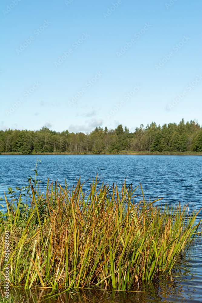 View of the blue lake and clear autumn sky. The shore of the reservoir with a patch of yellow green tall grass. The horizon of water and sky is divided by forest. Nature landscape background View of the blue lake and clear autumn sky. The shore of the reservoir with a patch of yellow green tall grass. The horizon of water and sky is divided by forest. Nature landscape background