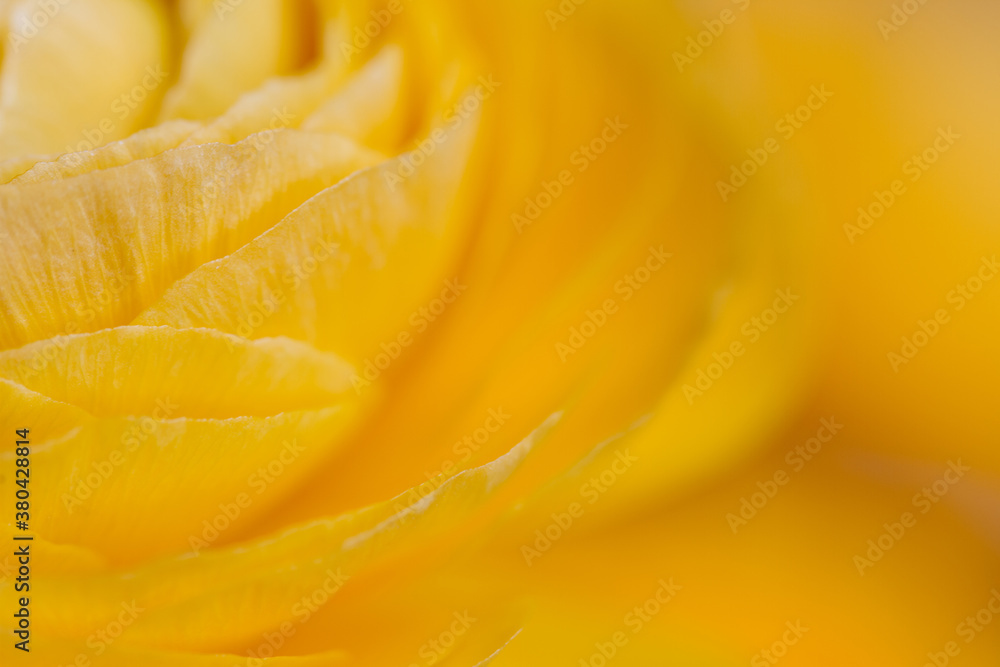 Macro abstract of yellow ranunculus petals Macro abstract of yellow ranunculus petals