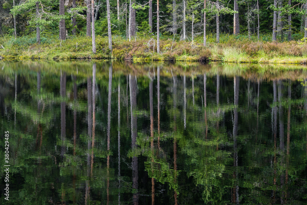 Obraz premium reflection of trees in the water
