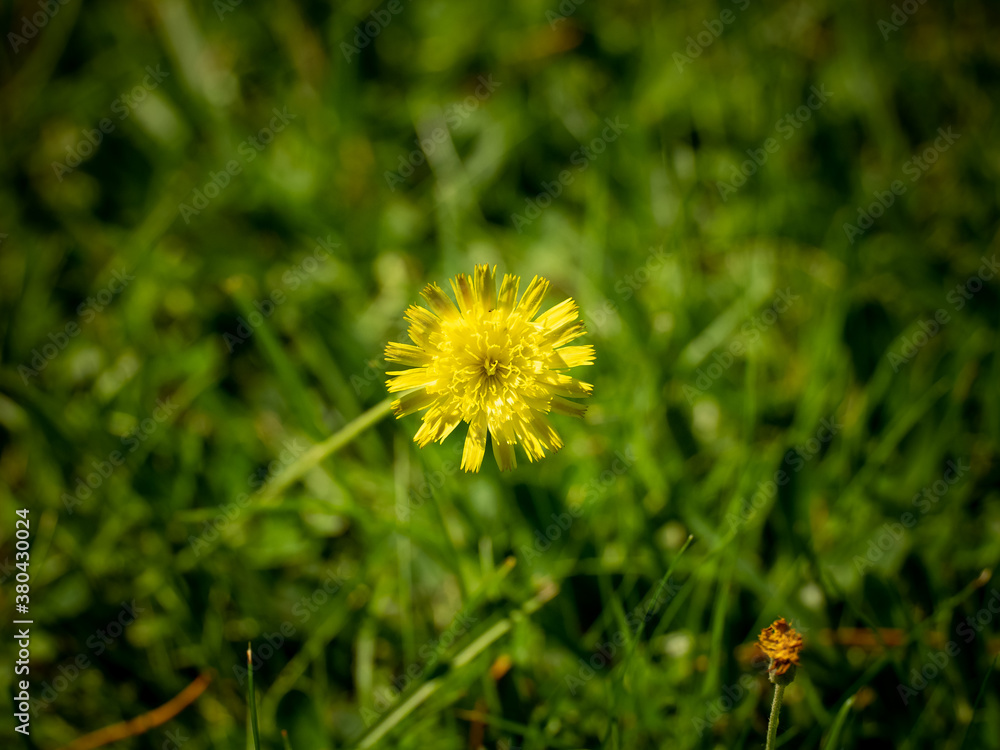 Flora Flora