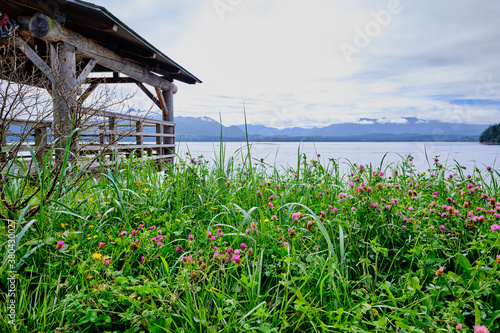 Profusion of wildflowers and grass.  Alert Bay harbour, BC, Canada