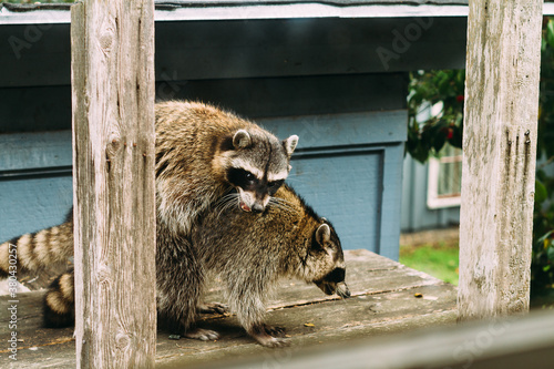 self-censoring raccoons doing the deed photo