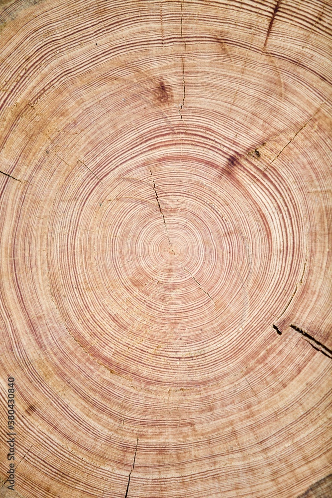 Fototapeta premium Tree rings texture close up. Saw cut of an arctic pine trunk close-up. Tree rings on an arctic pine split. Tree rings of pine close-up. Fragment of Pine log walls. Walls of wooden log house close up.