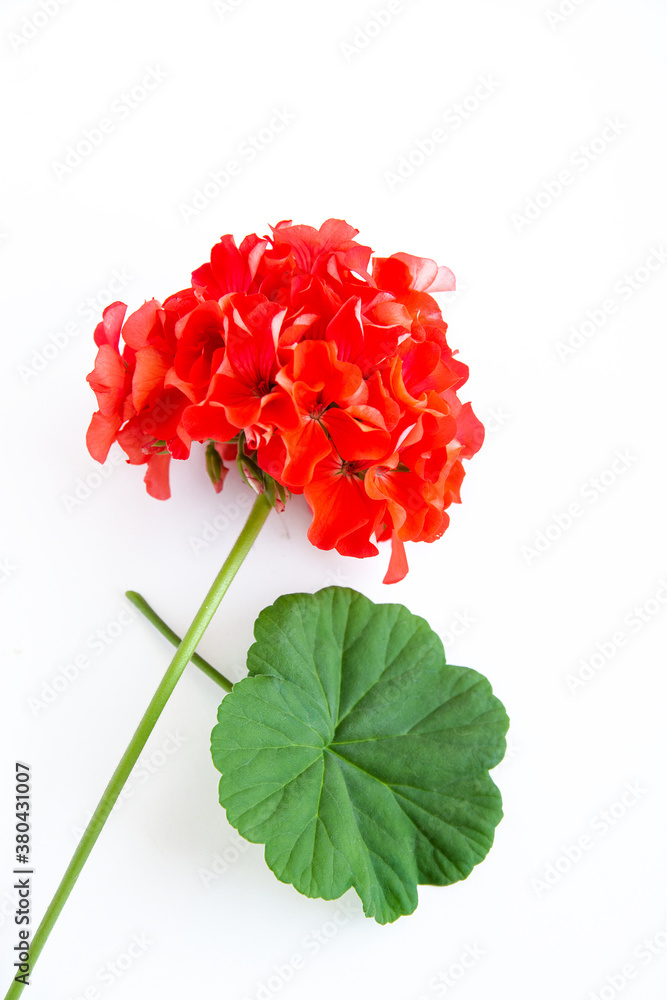 delicate red flower Pelargonium, garden geranium or zonal geranium Flowers isolated on white background delicate red flower Pelargonium, garden geranium or zonal geranium Flowers isolated on white background