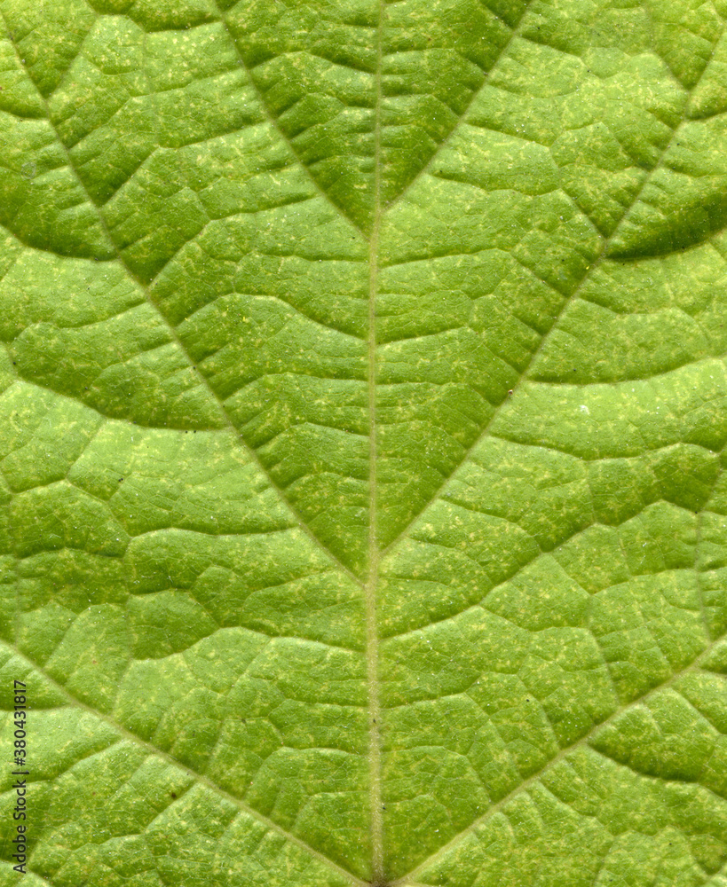 Textured background of Leaf surface Textured background of Leaf surface