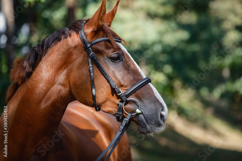 portrait of young chestnut trakehner mare horse with white line on face