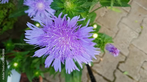 Close up of Stokes aster, also called Stokesia laevis or Kornblumenaster photo