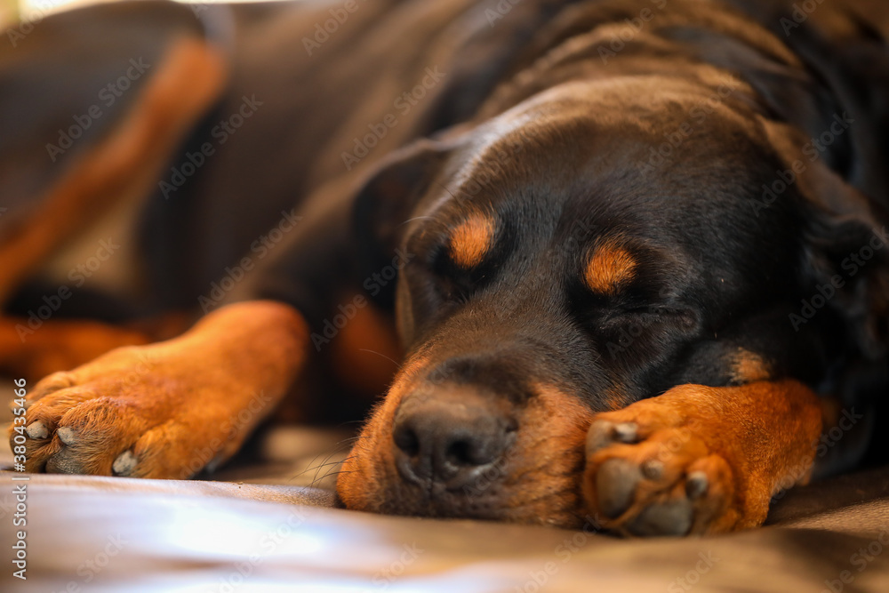 Beautiful brown and tan female rottweiler dog sleeping on leather lounge