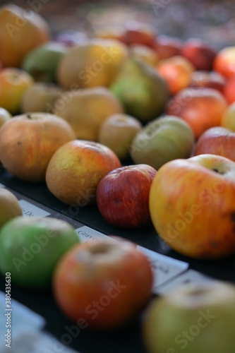 Organic Heirloom apple varieties at horticulture show