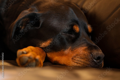 Beautiful brown and tan female rottweiler dog sleeping on leather lounge