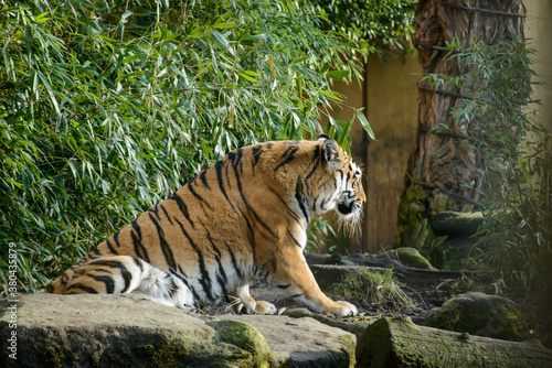 Tiger sitzend im Zoo  Deutschland