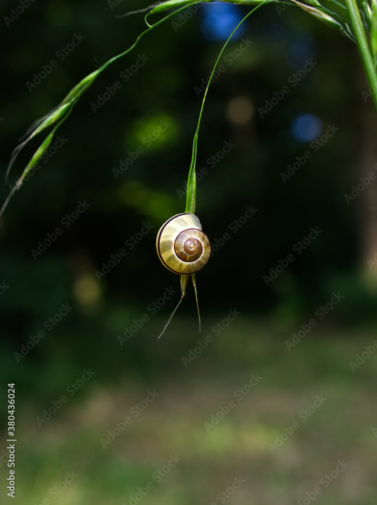 snail on a leaf