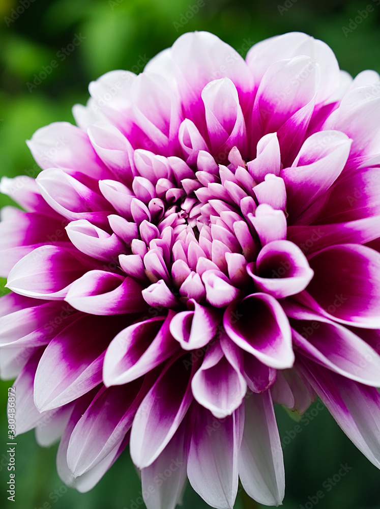 dahlia flower closeup dahlia flower closeup