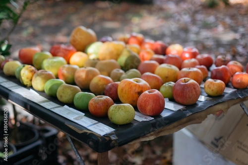 Organic Heirloom apple varieties at horticulture show