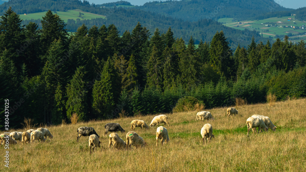 Obraz premium A flock of sheep on a mountain 