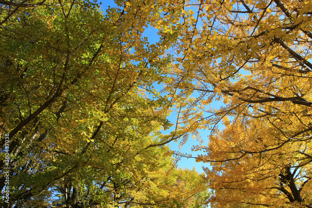 A tree lined avenue of ginkgo trees with yellow leaves A tree lined avenue of ginkgo trees with yellow leaves