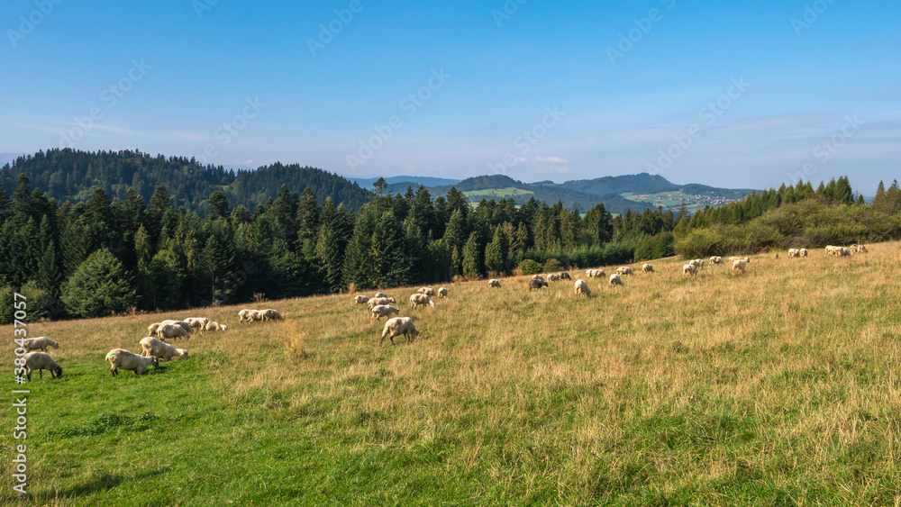 A flock of sheep on a mountain 
