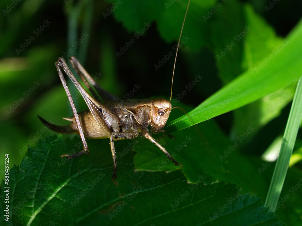 grasshopper on a leaf grasshopper on a leaf