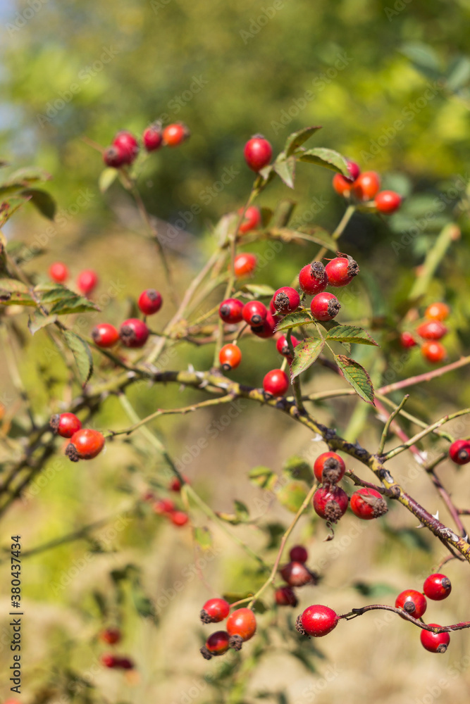 Rosehip branches with ripe red fruits grow on the bush. Medicinal plants in wildlife