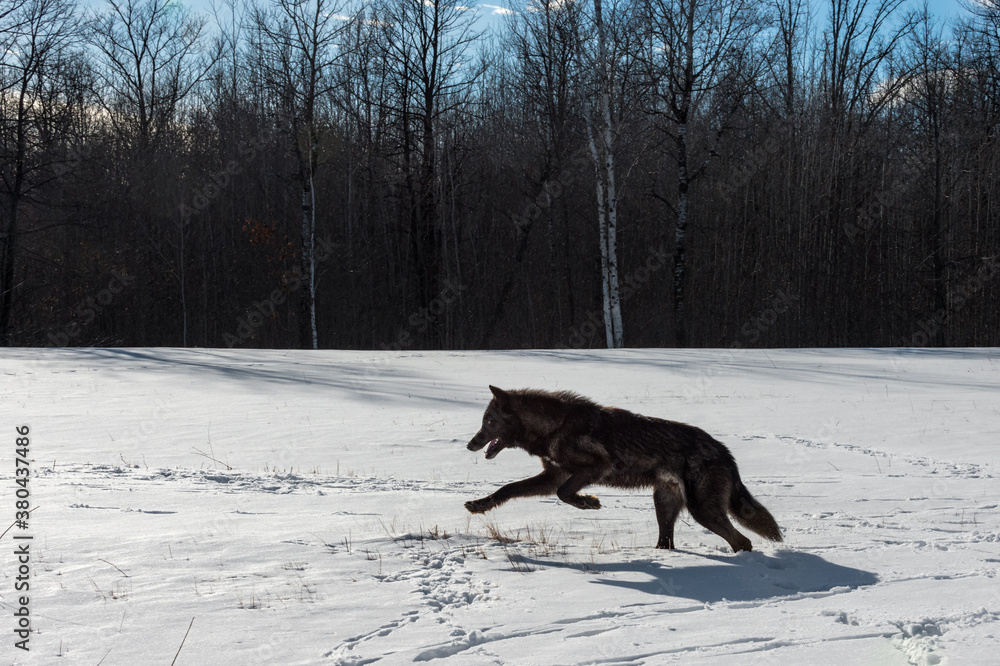 Black Phase Grey Wolf (Canis lupus) Runs Left Through Snow Silhouetted in Field Winter