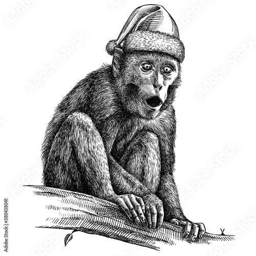 Photography black and white engrave isolated monkey illustration