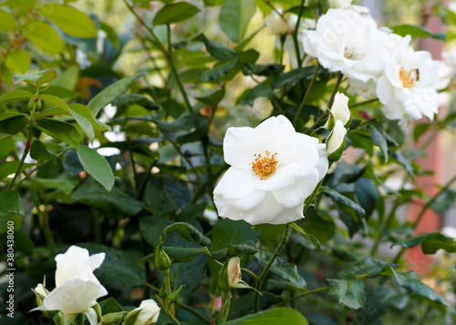 white rose bud on a bush in the garden on a summer sunny day among green leaves