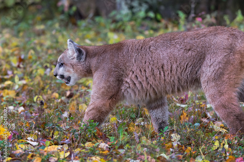 Cougar (Puma concolor) Prowls Left Along Ground Autumn