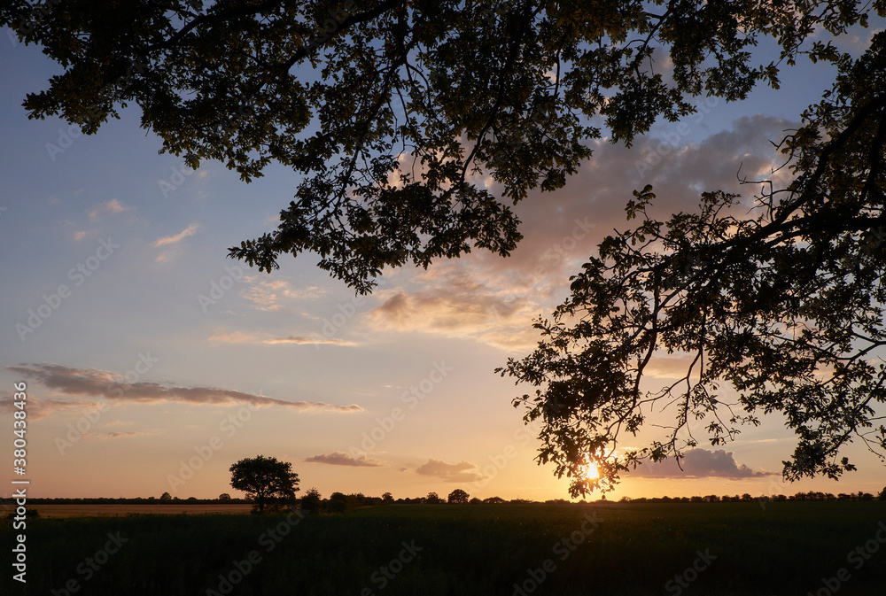 Tree silhouette at sunset. Norfolk, UK. Tree silhouette at sunset. Norfolk, UK.