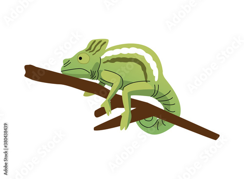 wild chameleon animal nature icon