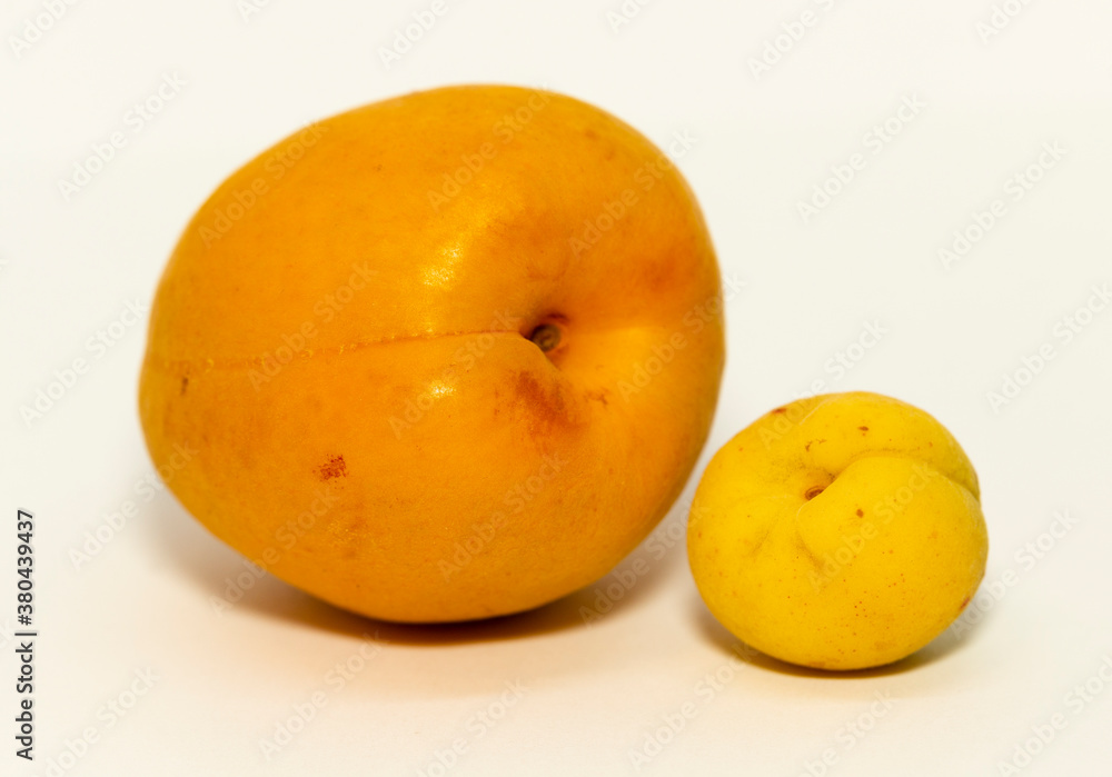 Close up of a large and a small apricots with an isolated white background. Female beginning. Close up of a large and a small apricots with an isolated white background. Female beginning.
