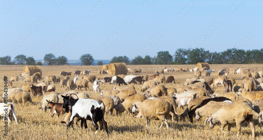 Obraz premium A herd of goats and sheep. Animals graze on the stubble of wheat. Round bales of straw in the field.