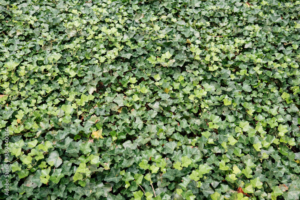Blanket of ivy leaves in varying shades of green Blanket of ivy leaves in varying shades of green