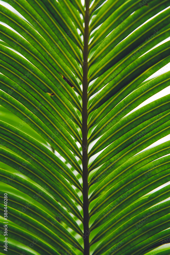 Palm leaf Palm leaf